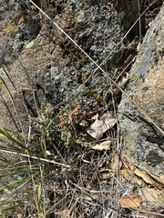 Acmaeodera hepburnii