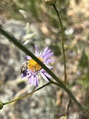 Acmaeodera hepburnii