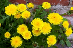 Taraxacum officinale