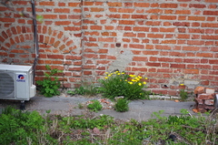 Taraxacum officinale
