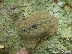 Acanthochitona fascicularis