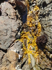 Gelidium pristoides