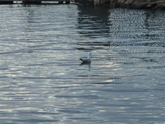 Chroicocephalus novaehollandiae