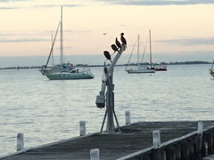 Phalacrocorax sulcirostris