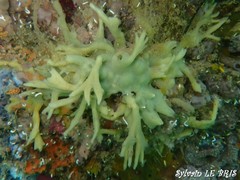 Halichondria bowerbanki