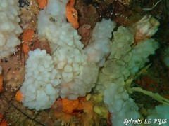 Phallusia mammillata