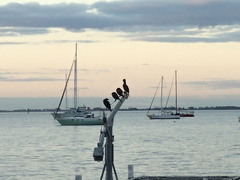 Phalacrocorax sulcirostris