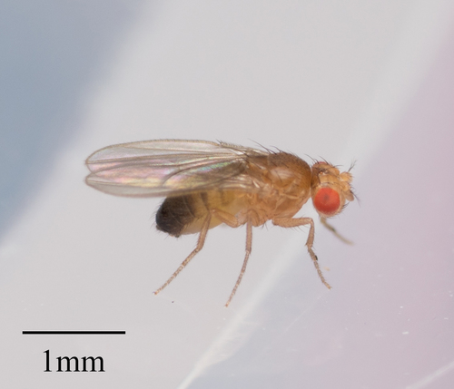 Common fruit fly