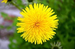 Taraxacum officinale