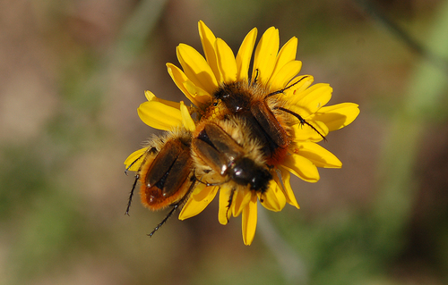 Eulasia arctos