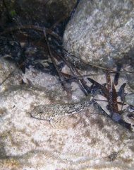 Lepidoblennius marmoratus