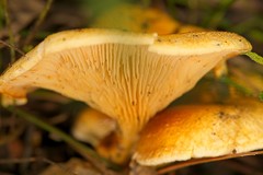 Austropaxillus mcnabbii