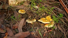 Austropaxillus mcnabbii