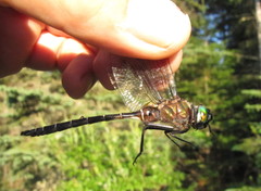 Somatochlora cingulata