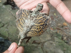 Draco maculatus