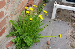 Taraxacum officinale