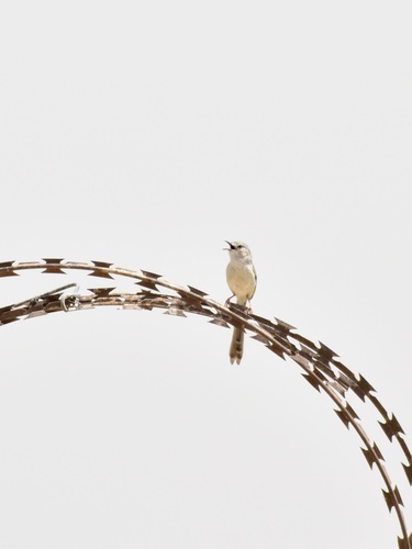 Delicate Prinia (Prinia lepida), photo 3