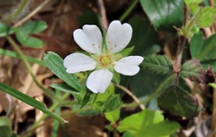 Potentilla montana