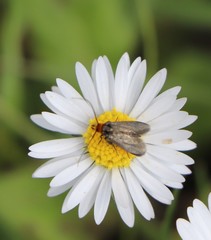 Cauchas rufimitrella