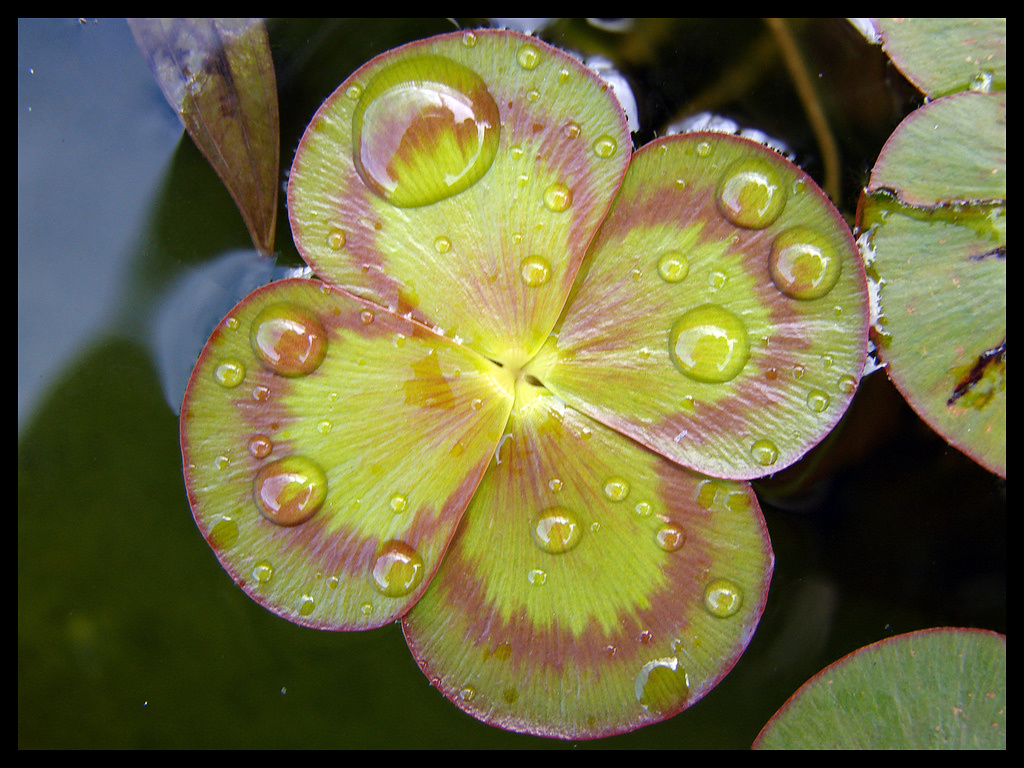 Marsilea