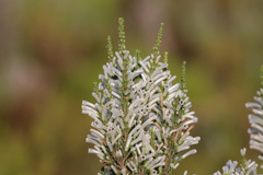 Erica perspicua