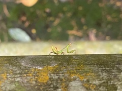 Hierodula patellifera