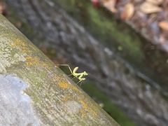 Hierodula patellifera