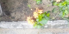 Magnoliopsida