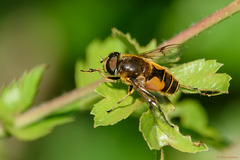 Eristalis horticola