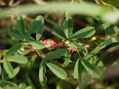 Indigofera trifoliata duthiei