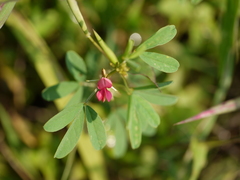 Indigofera trifoliata duthiei