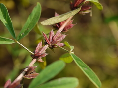Indigofera trifoliata duthiei