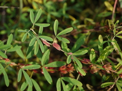 Indigofera trifoliata duthiei