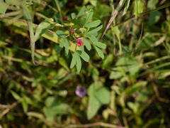 Indigofera trifoliata duthiei