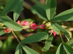 Indigofera trifoliata duthiei