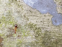 Anoplolepis gracilipes