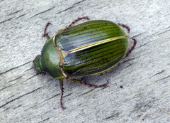 Stethaspis suturalis