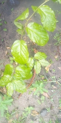 Tracheophyta