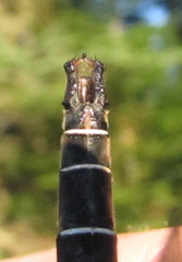 Somatochlora cingulata