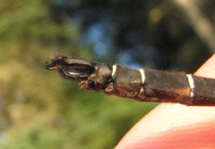 Somatochlora cingulata