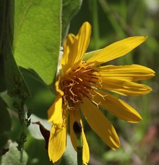 Wyethia mollis