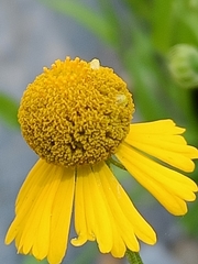 Helenium amphibolum