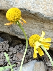 Helenium amphibolum