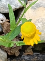Helenium amphibolum