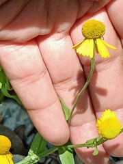 Helenium amphibolum