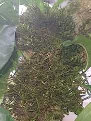 Hygroamblystegium