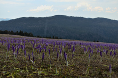 Crocus heuffelianus scepusiensis