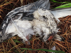 Pterodroma inexpectata