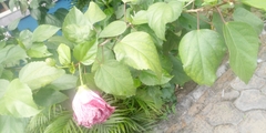 Magnoliopsida