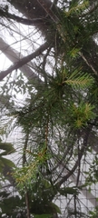 Pinus morrisonicola